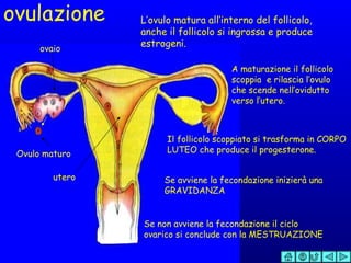 ovulazione L’ovulo matura all’interno del follicolo, anche il follicolo si ingrossa e produce estrogeni. A maturazione il follicolo scoppia  e rilascia l’ovulo che scende nell’ovidutto verso l’utero. Il follicolo scoppiato si trasforma in CORPO LUTEO che produce il progesterone. Se avviene la fecondazione inizierà una GRAVIDANZA Se non avviene la fecondazione il ciclo ovarico si conclude con la MESTRUAZIONE Ovulo maturo ovaio utero 