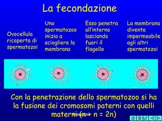 La fecondazione Ovocellula ricoperta di spermatozoi Uno spermatozoo inizia a sciogliere la membrana Esso penetra all’interno lasciando fuori il flagello La membrana diventa impermeabile agli altri spermatozoi Con la penetrazione dello spermatozoo si ha la fusione dei cromosomi paterni con quelli materni (n + n = 2n) 