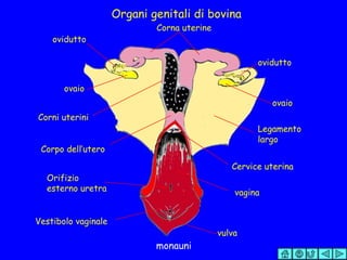 Organi genitali di bovina ovidutto ovaio Corna uterine ovidutto ovaio Legamento largo Corni uterini Corpo dell’utero Cervice uterina vagina Orifizio esterno uretra Vestibolo vaginale vulva 