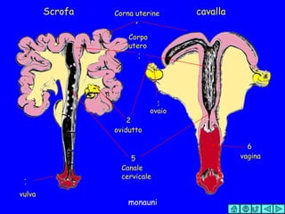 Scrofa     cavalla ovaio 1 ovidutto 2 Corna uterine Corpo utero 3 4 Canale cervicale 5 vagina 6 vulva 7 