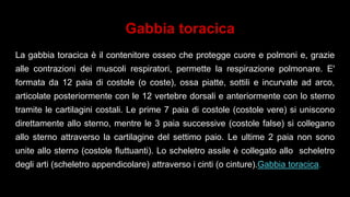 Gabbia toracica
La gabbia toracica è il contenitore osseo che protegge cuore e polmoni e, grazie
alle contrazioni dei muscoli respiratori, permette la respirazione polmonare. E'
formata da 12 paia di costole (o coste), ossa piatte, sottili e incurvate ad arco,
articolate posteriormente con le 12 vertebre dorsali e anteriormente con lo sterno
tramite le cartilagini costali. Le prime 7 paia di costole (costole vere) si uniscono
direttamente allo sterno, mentre le 3 paia successive (costole false) si collegano
allo sterno attraverso la cartilagine del settimo paio. Le ultime 2 paia non sono
unite allo sterno (costole fluttuanti). Lo scheletro assile è collegato allo scheletro
degli arti (scheletro appendicolare) attraverso i cinti (o cinture).Gabbia toracica.
 