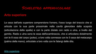 Scheletro appendicolare
Arto superiore
Le ossa dell'arto superiore comprendono l'omero, l'osso lungo del braccio che si
articola con la sua parte prossimale nella cavità glenoidea della scapola
(articolazione della spalla) e con la parte distale con radio e ulna, a livello del
gomito. Radio e ulna sono le ossa dell'avambraccio, che si articolano distalmente
con le 8 ossa del carpo (polso), a loro volta connesse con le 5 ossa del metacarpo
(palmo della mano), articolate a loro volta con le falangi delle dita.
Arto superiore.
 