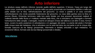 Arto inferiore
La struttura ossea dell'arto inferiore riprende quella dell'arto superiore. Il femore, l'osso più lungo del
nostro corpo, sostiene la coscia e si articola nella sua parte prossimale con l'acetabolo dell'ileo e nella sua
parte distale con la tibia, nell'articolazione del ginocchio. La rotula o patella è un osso coinvolto
nell'articolazione che rende possibile l'estensione del ginocchio. Le ossa della gamba sono la tibia e il
perone (fibula). Entrambe terminano nella loro parte distale con due processi denominati malleoli (il
malleolo laterale della fibula e il malleolo mediale della tibia), che si articolano con l'astragalo a formare
l'articolazione della caviglia. L'astragalo, insieme al calcagno (l'osso del tallone) e ad altre 5 ossa, forma il
tarso, ovvero la parte posteriore di articolazione e di appoggio del piede. La pianta del piede è formata
dalle cinque ossa del metatarso, che si articolano con le ossa del tarso da una parte e con le cinque dita,
formate ciascuna da tre falangi (prossimale, intermedia e distale) articolate a ogni metatarso. Fa
eccezione l'alluce, formato solo da due falangi (prossimale e distale).
Arto inferiore.
 