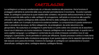 CARTILAGINE
La cartilagine è un tessuto caratterizzato da un’elevata resistenza alla pressione. Ha la funzione di
proteggere dall’attrito le estremità delle ossa articolari permettendone il movimento. Durante il periodo
fetale, la cartilagine costituisce la quasi totalità dello scheletro; nel periodo dell’accrescimento si ritrova
solo in prossimità delle epifisi e nelle cartilagini di coniugazione; nell’adulto si circoscrive alle superfici
articolari e alla regione cartilaginea delle costole.All’interno della cartilagine si trovano icondrociti,
particolari cellule con il compito di produrre la sostanza basilare. La composizione di questa sostanza è
data in prevalenza da acqua, da fibre collageniche, da proteoglicani, da acido ialuronico e da
glicoproteine. Ne scaturisce un amalgama in parte fluido e in parte solido che consente sia di assorbire i
traumi sia di detenere una buona resistenza. Il tessuto cartilagineo non è vascolarizzato, in quanto non vi
sono capillari sanguigni. La cartilagine è contornata da uno strato di tessuto connettivo ricco di vasi
sanguigni, il pericondrio, che le permette di nutrirsi per diffusione. Questo processo nutritivo è molto lento
e molto meno efficiente della circolazione sanguigna: è per questa ragione che le capacità rigenerative di
tale tessuto sono parecchio limitate. Esistono tre tipologie di cartilagine con caratteristiche e funzioni
diversificate: cartilagine ialina, cartilagine elastica, cartilagine fibrosa.
 