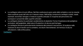 ● La cartilagine ialina è la più diffusa. Nel feto costituisce la gran parte dello scheletro e con la crescita
viene sostituita quasi del tutto con il tessuto osseo. Nell’adulto compone le cartilagini costali, nasali,
tracheali, bronchiali, laringee e riveste le superfici articolari. È ricoperta dal pericondrio che
scompare in prossimità delle superfici articolari.
● La cartilagine elastica ha particolari caratteristiche di elasticità. Forma l’impalcatura del padiglione
auricolare, dell’epiglottide, della tuba di Eustachio e di alcune parti laringee.
● La cartilagine fibrosa è particolarmente resistente alle pressioni meccaniche. Si localizza nelle
inserzioni di alcuni tendini con lo scheletro, nei dischi intervertebrali, nel menisco di alcune
articolazioni, nella sinfisi pubica.
Cartilagine.
 