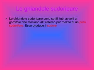 Le ghiandole sudoripare Le ghiandole sudoripare sono sottili tubi avvolti a gomitolo che sfociano all’ esterno per mezzo di un  poro sudorifero.  Esso produce il  sudore  