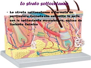 Lo strato sottocutaneo  Lo strato sottocutaneo è formato da particolare tessuto   che connette la pelle con la sottostante muscolatura, agisce da isolante termico  