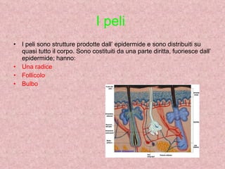 I peli  I peli sono strutture prodotte dall’ epidermide e sono distribuiti su quasi tutto il corpo. Sono costituiti da una parte diritta, fuoriesce dall’ epidermide; hanno: Una radice  Follicolo  Bulbo  