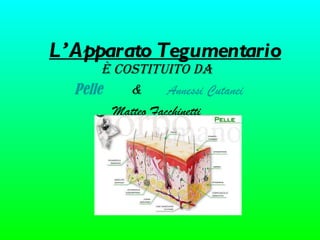 L’Apparato Tegumentario È costituito da  Pelle       &  Annessi Cutanei Matteo Facchinetti  