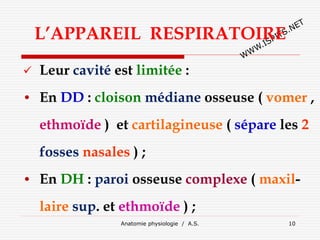 L’APPAREIL RESPIRATOIRE
 Leur cavité est limitée :
• En DD : cloison médiane osseuse ( vomer ,
ethmoïde ) et cartilagineuse ( sépare les 2
fosses nasales ) ;
• En DH : paroi osseuse complexe ( maxil-
laire sup. et ethmoïde ) ;
Anatomie physiologie / A.S. 10
 