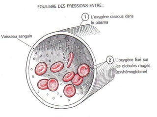 Anatomie physiologie / A.S. 100
L’APPAREIL RESPIRATOIRE
 