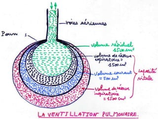Anatomie physiologie / A.S. 101
L’APPAREIL RESPIRATOIRE
 