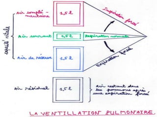 Anatomie physiologie / A.S. 102
L’APPAREIL RESPIRATOIRE
 