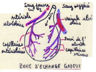 Anatomie physiologie / A.S. 104
L’APPAREIL RESPIRATOIRE
 