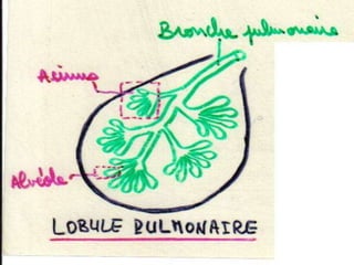 Anatomie physiologie / A.S. 105
L’APPAREIL RESPIRATOIRE
•
 