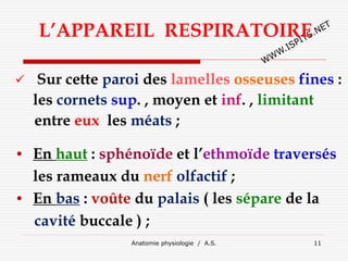 Anatomie physiologie / A.S. 11
L’APPAREIL RESPIRATOIRE
 Sur cette paroi des lamelles osseuses fines :
les cornets sup. , moyen et inf. , limitant
entre eux les méats ;
• En haut : sphénoïde et l’ethmoïde traversés
les rameaux du nerf olfactif ;
• En bas : voûte du palais ( les sépare de la
cavité buccale ) ;
 