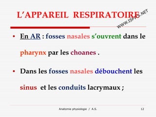 Anatomie physiologie / A.S. 12
L’APPAREIL RESPIRATOIRE
• En AR : fosses nasales s’ouvrent dans le
pharynx par les choanes .
• Dans les fosses nasales débouchent les
sinus et les conduits lacrymaux ;
 