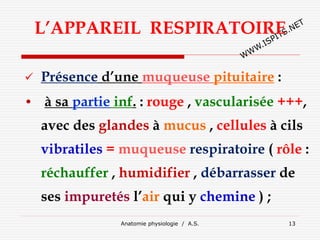 Anatomie physiologie / A.S. 13
L’APPAREIL RESPIRATOIRE
 Présence d’une muqueuse pituitaire :
• à sa partie inf. : rouge , vascularisée +++,
avec des glandes à mucus , cellules à cils
vibratiles = muqueuse respiratoire ( rôle :
réchauffer , humidifier , débarrasser de
ses impuretés l’air qui y chemine ) ;
 