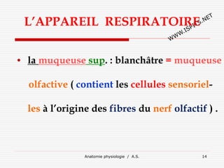 L’APPAREIL RESPIRATOIRE
• la muqueuse sup. : blanchâtre = muqueuse
olfactive ( contient les cellules sensoriel-
les à l’origine des fibres du nerf olfactif ) .
Anatomie physiologie / A.S. 14
 