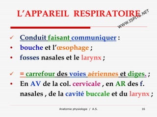 Anatomie physiologie / A.S. 16
L’APPAREIL RESPIRATOIRE
 Conduit faisant communiquer :
• bouche et l’œsophage ;
• fosses nasales et le larynx ;
 = carrefour des voies aériennes et diges. ;
• En AV de la col. cervicale , en AR des f.
nasales , de la cavité buccale et du larynx ;
 
