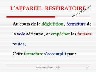 Anatomie physiologie / A.S. 17
L’APPAREIL RESPIRATOIRE
Au cours de la déglutition , fermeture de
la voie aérienne , et empêcher les fausses
routes ;
Cette fermeture s’accomplit par :
 
