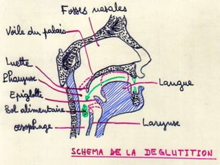 Anatomie physiologie / A.S. 19
L’APPAREIL RESPIRATOIRE
 