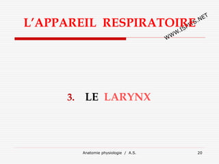 Anatomie physiologie / A.S. 20
L’APPAREIL RESPIRATOIRE
3. LE LARYNX
 