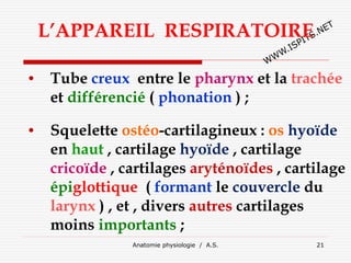 Anatomie physiologie / A.S. 21
L’APPAREIL RESPIRATOIRE
• Tube creux entre le pharynx et la trachée
et différencié ( phonation ) ;
• Squelette ostéo-cartilagineux : os hyoïde
en haut , cartilage hyoïde , cartilage
cricoïde , cartilages aryténoïdes , cartilage
épiglottique ( formant le couvercle du
larynx ) , et , divers autres cartilages
moins importants ;
 