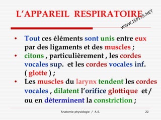 Anatomie physiologie / A.S. 22
L’APPAREIL RESPIRATOIRE
• Tout ces éléments sont unis entre eux
par des ligaments et des muscles ;
• citons , particulièrement , les cordes
vocales sup. et les cordes vocales inf.
( glotte ) ;
• Les muscles du larynx tendent les cordes
vocales , dilatent l’orifice glottique et /
ou en déterminent la constriction ;
 
