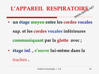 Anatomie physiologie / A.S. 24
L’APPAREIL RESPIRATOIRE
• un étage moyen entre les cordes vocales
sup. et les cordes vocales inférieures
communiquant par la glotte avec ;
• étage inf. , s’ouvre lui-même dans la
trachée .
 