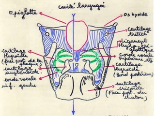Anatomie physiologie / A.S. 25
 