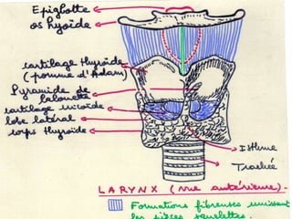 Anatomie physiologie / A.S. 26
 