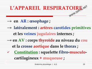 Anatomie physiologie / A.S. 29
L’APPAREIL RESPIRATOIRE
→ en AR : œsophage ;
→ latéralement : artères carotides primitives
et les veines jugulaires internes ;
→ en AV : corps thyroïde au niveau du cou
et la crosse aortique dans le thorax ;
 Constitution : squelette fibro-musculo-
cartilagineux + muqueuse ;
 