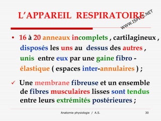 Anatomie physiologie / A.S. 30
L’APPAREIL RESPIRATOIRE
• 16 à 20 anneaux incomplets , cartilagineux ,
disposés les uns au dessus des autres ,
unis entre eux par une gaine fibro -
élastique ( espaces inter-annulaires ) ;
 Une membrane fibreuse et un ensemble
de fibres musculaires lisses sont tendus
entre leurs extrémités postérieures ;
 