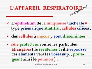 Anatomie physiologie / A.S. 31
L’APPAREIL RESPIRATOIRE
 L’épithélium de la muqueuse trachéale =
type prismatique stratifié , cellules ciliées ;
• des cellules à mucus y sont disséminées ;
• rôle protecteur contre les particules
étrangères ( le revêtement cilié repousse
ces éléments vers les voies sup. , proté-
geant ainsi le poumon ) .
 