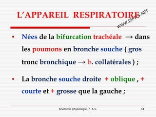 L’APPAREIL RESPIRATOIRE
• Nées de la bifurcation trachéale → dans
les poumons en bronche souche ( gros
tronc bronchique → b. collatérales ) ;
• La bronche souche droite + oblique , +
courte et + grosse que la gauche ;
Anatomie physiologie / A.S. 34
 