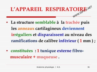 L’APPAREIL RESPIRATOIRE
• La structure semblable à la trachée puis
les anneaux cartilagineux deviennent
irréguliers et disparaissent au niveau des
ramifications de calibre inférieur ( 1 mm ) ;
• constituées : 1 tunique externe fibro-
musculaire + muqueuse .
Anatomie physiologie / A.S. 36
 