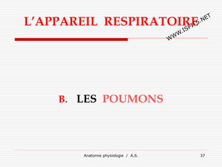 L’APPAREIL RESPIRATOIRE
B. LES POUMONS
Anatomie physiologie / A.S. 37
 