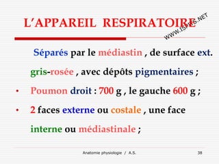 L’APPAREIL RESPIRATOIRE
Séparés par le médiastin , de surface ext.
gris-rosée , avec dépôts pigmentaires ;
• Poumon droit : 700 g , le gauche 600 g ;
• 2 faces externe ou costale , une face
interne ou médiastinale ;
Anatomie physiologie / A.S. 38
 