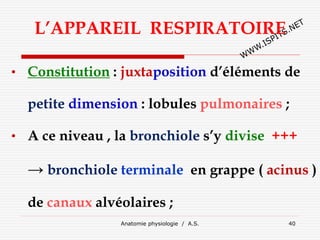 L’APPAREIL RESPIRATOIRE
• Constitution : juxtaposition d’éléments de
petite dimension : lobules pulmonaires ;
• A ce niveau , la bronchiole s’y divise +++
→ bronchiole terminale en grappe ( acinus )
de canaux alvéolaires ;
Anatomie physiologie / A.S. 40
 