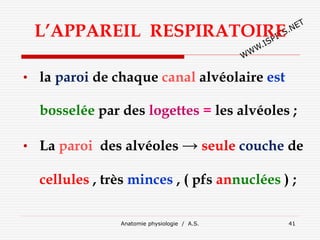 L’APPAREIL RESPIRATOIRE
• la paroi de chaque canal alvéolaire est
bosselée par des logettes = les alvéoles ;
• La paroi des alvéoles → seule couche de
cellules , très minces , ( pfs annuclées ) ;
Anatomie physiologie / A.S. 41
 