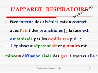 L’APPAREIL RESPIRATOIRE
• face interne des alvéoles est en contact
avec l’air ( des bronchioles ) , la face ext.
est tapissée par les capillaires pul. ;
→ l’épaisseur séparant air et globules est
mince = diffusion aisée des gaz à travers elle ;
Anatomie physiologie / A.S. 42
 