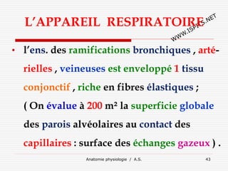 L’APPAREIL RESPIRATOIRE
• l’ens. des ramifications bronchiques , arté-
rielles , veineuses est enveloppé 1 tissu
conjonctif , riche en fibres élastiques ;
( On évalue à 200 m² la superficie globale
des parois alvéolaires au contact des
capillaires : surface des échanges gazeux ) .
Anatomie physiologie / A.S. 43
 