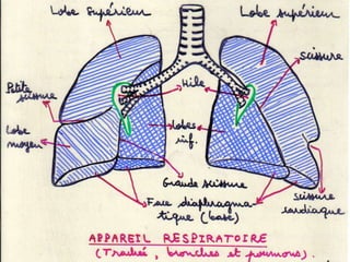 Anatomie physiologie / A.S. 44
 