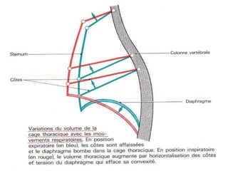 Anatomie physiologie / A.S. 49
 