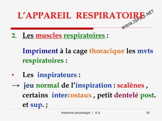 L’APPAREIL RESPIRATOIRE
2. Les muscles respiratoires :
Impriment à la cage thoracique les mvts
respiratoires :
• Les inspirateurs :
→ jeu normal de l’inspiration : scalènes ,
certains intercostaux , petit dentelé post.
et sup. ;
Anatomie physiologie / A.S. 50
 