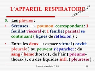 L’APPAREIL RESPIRATOIRE
3. Les plèvres :
• Séreuses → poumon correspondant : 1
feuillet viscéral et 1 feuillet pariétal se
continuant ( lignes de réflexion ) ;
• Entre les deux → espace virtuel ( cavité
pleurale ) où peuvent s’épancher : du
sang ( hémothorax ) , de l’air ( pneumo-
thorax ) , ou des liquides infl. ( pleurésie ) .
Anatomie physiologie / A.S. 53
 