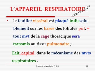L’APPAREIL RESPIRATOIRE
• le feuillet viscéral est plaqué indissolu-
blement sur les bases des lobules pul. =
tout mvt de la cage thoracique sera
transmis au tissu pulmonaire ;
Fait capital dans le mécanisme des mvts
respiratoires .
Anatomie physiologie / A.S. 55
 