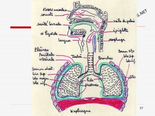 Anatomie physiologie / A.S. 57
 