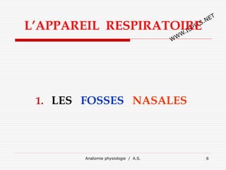 L’APPAREIL RESPIRATOIRE
1. LES FOSSES NASALES
Anatomie physiologie / A.S. 6
 